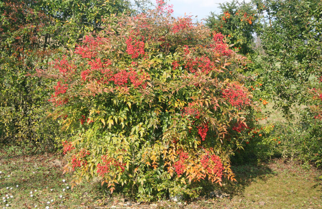 Nandina Domestica, commonly known as Sacred Bamboo and Heavenly Bamboo