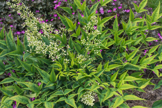 Nandina domestica ‘Brightlight’