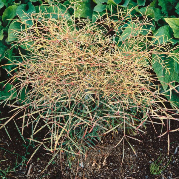 Nandina domestica ‘Filamentosa'