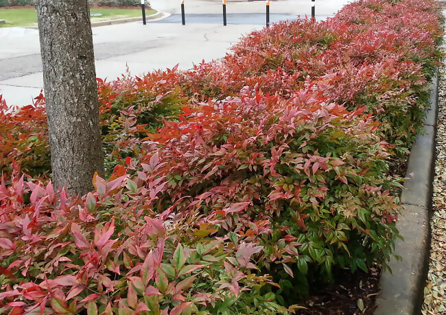 Nandina domestica ‘Firepower’