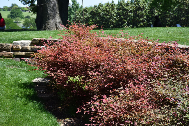 Nandina domestica ‘Flirt’