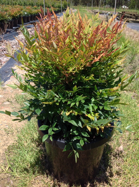 Nandina domestica ‘Gulf Stream’