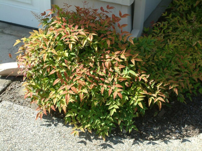 Nandina domestica ‘Harbour Dwarf’