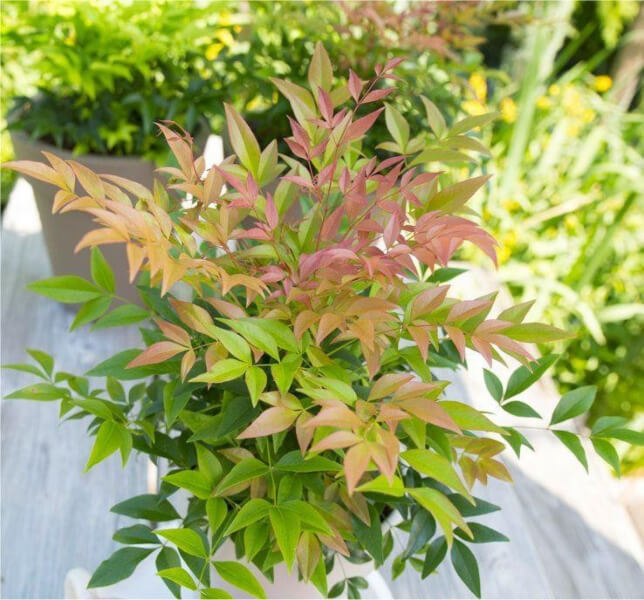 Nandina domestica ‘Magical Sunrise’