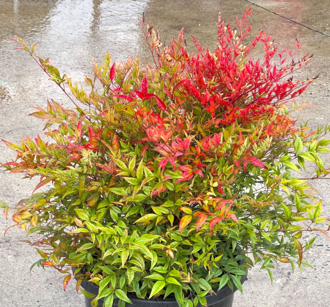 Nandina domestica ‘Moon Bay’