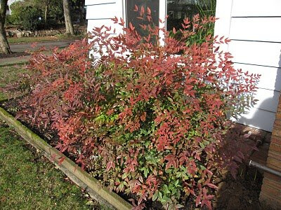 Nandina domestica ‘Moyer’s Red’