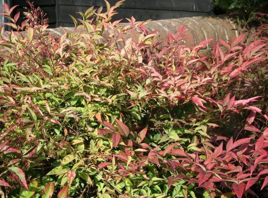 Nandina domestica ‘Richmond’