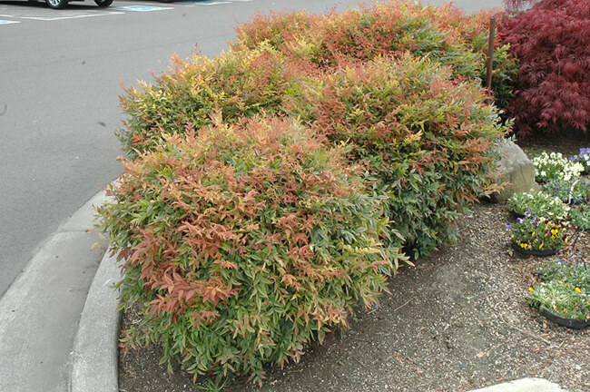 Nandina domestica ‘Sienna Sunrise’