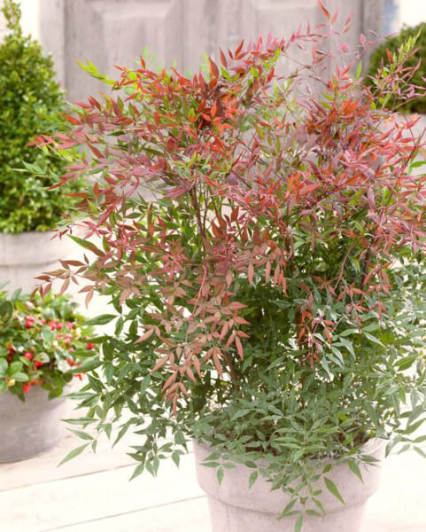 Nandina domestica ‘Summer Sunset’