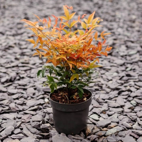 Nandina domestica ‘Sunset Boulevard’