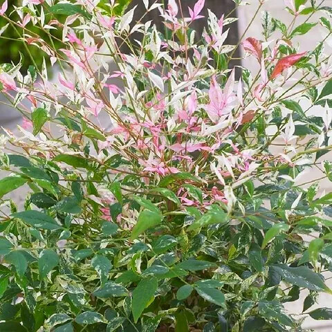 Nandina domestica ‘Twilight’