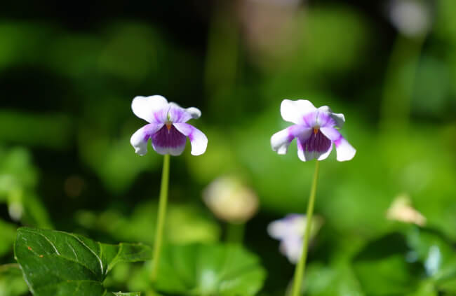 Native Violet (Viola hederacea)