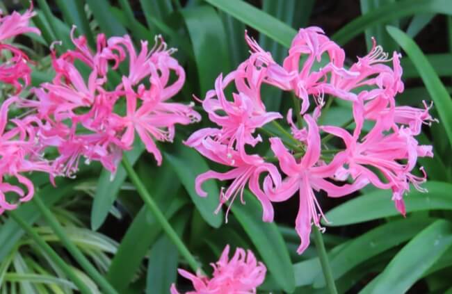 Nerines are the easiest spider lilies to grow