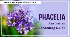 Phacelia: Australian Gardening Guide