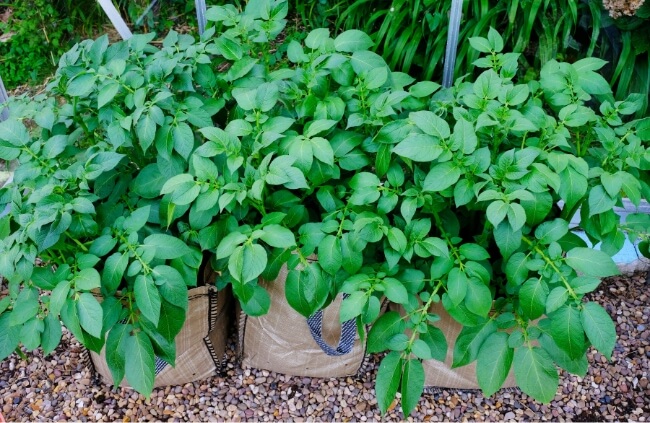 Potato Grow Bags Australian Gardening Guide