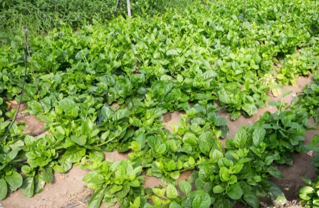 Propagating Malabar Spinach