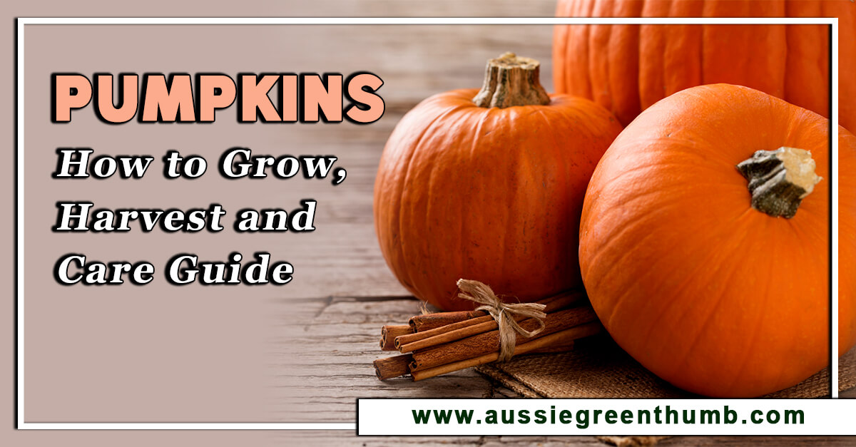 Pumpkins How to Grow, Harvest and Care Guide AGT