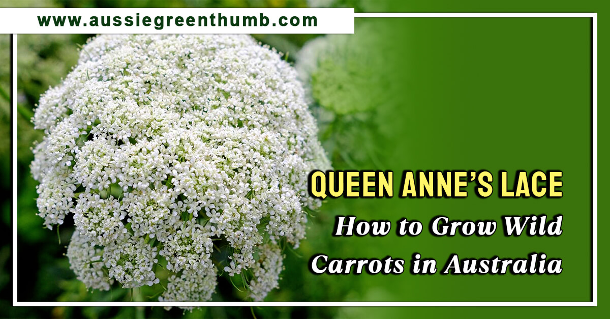 Queen Anne’s Lace: How to Grow Wild Carrots in Australia