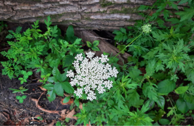 Queen Anne’s Lace, also known as Wild Carrot
