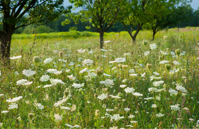 Queen Anne’s Lace on a field
