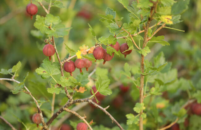 Ribes uva-crispa, commonly known as Gooseberries