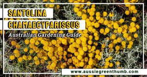 Santolina chamaecyparissus | Australian Gardening Guide