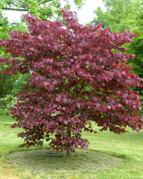 Stunning Cercis canadensis ‘forest Pansy’