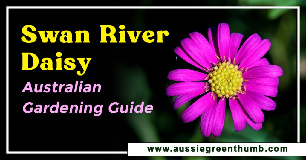 Swan River Daisy: Australian Gardening Guide