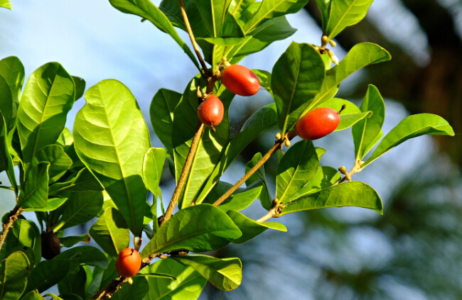 Synsepalum dulcificum, commonly known as Miracle Fruit, Miracle Berry, Miraculous Berry