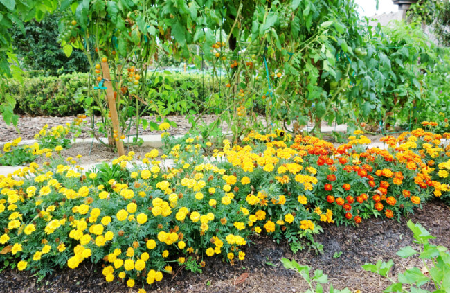 Using companion planting as an organic garden pest control