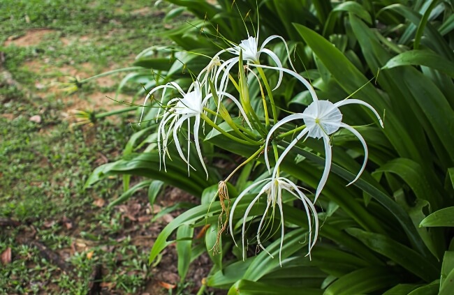 What are Spider Lilies?