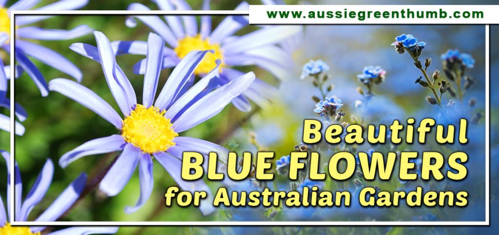 30 Beautiful Blue Flowers for Australian Gardens