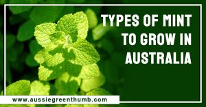 Types of Mint to Grow in Australia