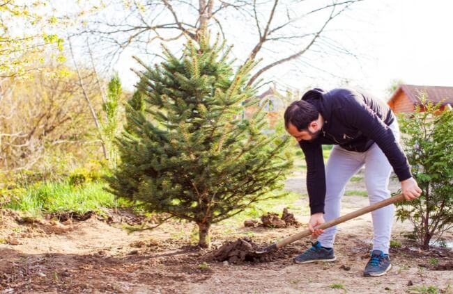 A man planting a Christmas tree