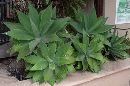 Agave attenuata is very popular in Australian gardens.
