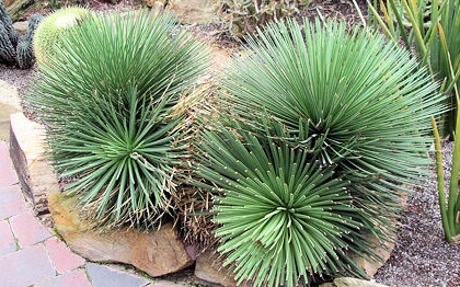 Agave stricta with ends of the leaves cut because of its proximity to the path