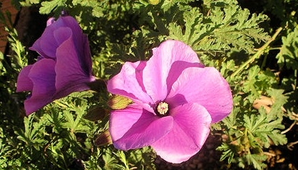 Alyogyne huegelii Flower