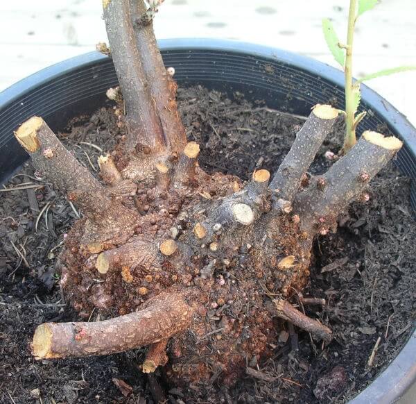 Banksia oblongifolia Lignotuber. You may be able to see the new buds forming