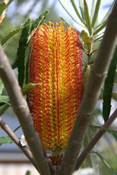 Banksia seminuda Flower. There is also an all yellow flower variety as well