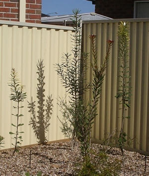 Banksia seminuda, 1 year after planting