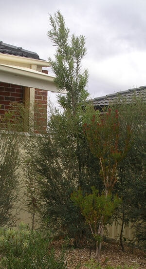 Banksia seminuda, 3 years after planting