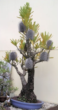 Banksia serrata Bonsai