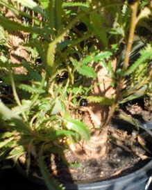 Banksia serrata in a nursery