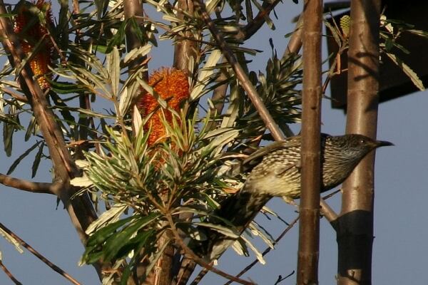 Banksias are great for attracting birds into your garden