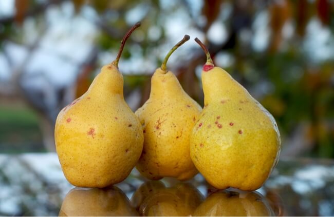 Bosc Pear Fruits