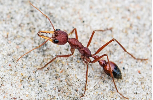 Bulldog Ants