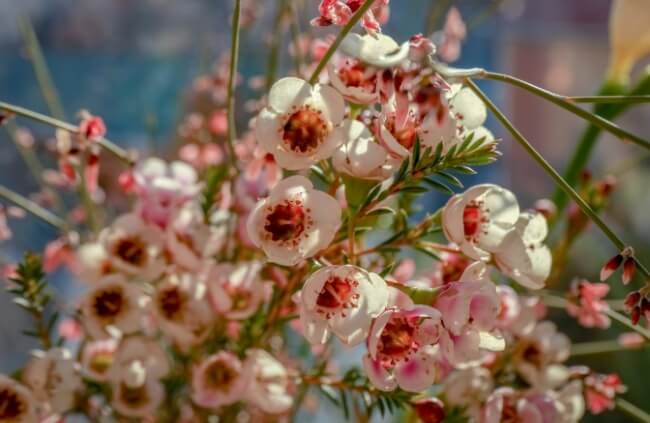 Chamelaucium, commonly known as Waxflowers