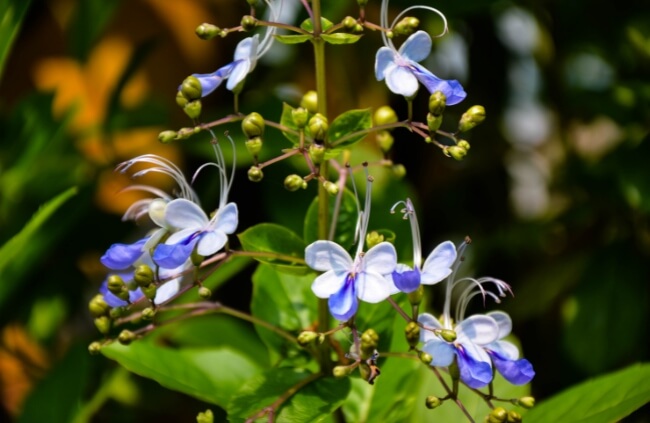 Clerodendrum ugandense commonly known as Blue Gloryblower