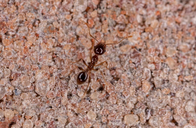Coastal brown ants, common types of ants along the east coast and south to the Sydney
