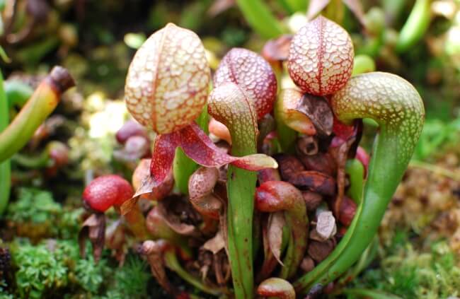 Darlingtonia californica also known as California pitcher plant